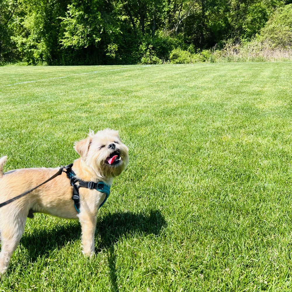 Suzanne's Pet Services owner providing expert dog training in Greenwich, CT