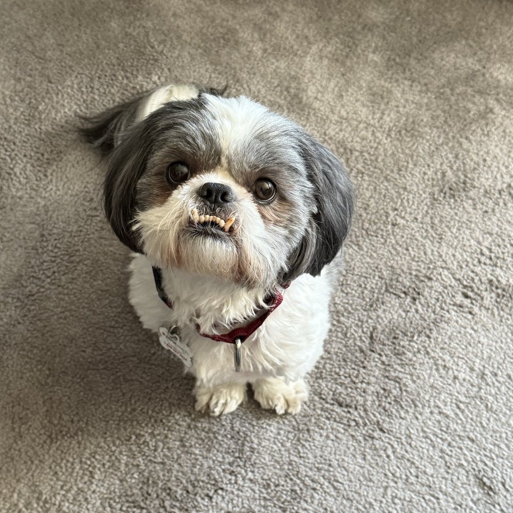 Suzanne's Pet Services owner providing expert dog training and pet care in Greenwich, CT